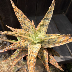 Aloe Chocolate And Gold - Collection Guy Piret
