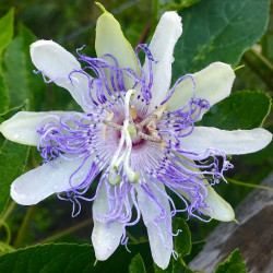 Passiflora incarnata Sélection Fruits 2