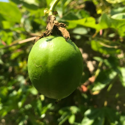 Passiflora incarnata Sélection Fruits 2