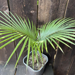 Rhopaloblaste augusta