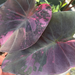 Colocasia Garnet Pink Star