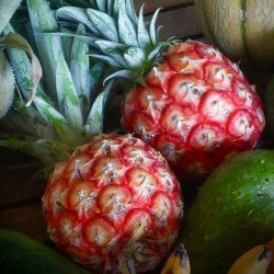 Ananas Scarlet Rouge de Martinique