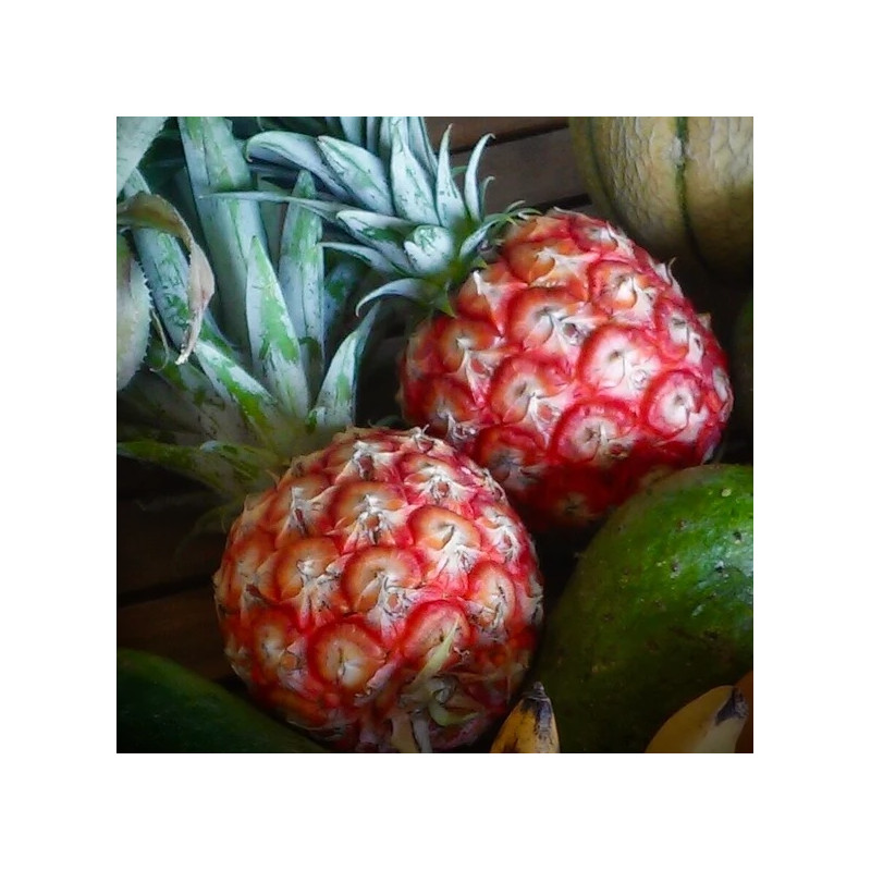 Ananas Scarlet Rouge de Martinique