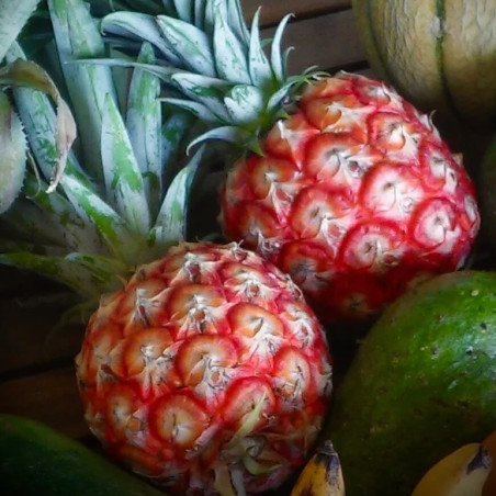 Ananas Scarlet Rouge de Martinique