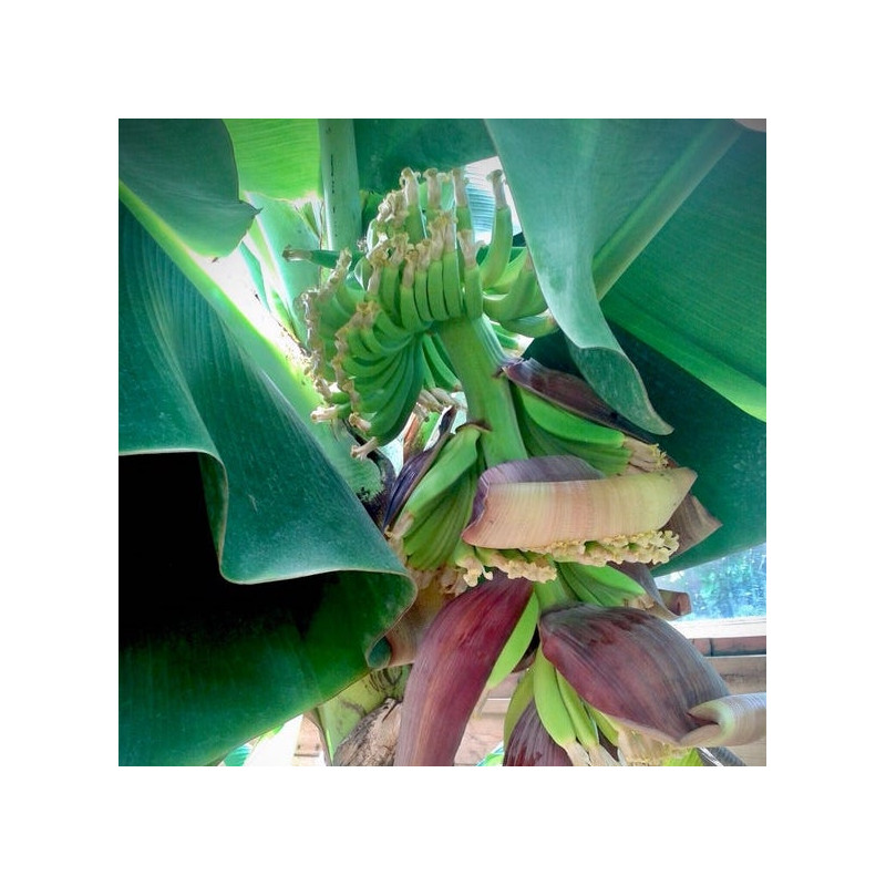 Musa Dwarf Cavendish Mona