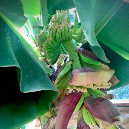 Musa Dwarf Cavendish Mona