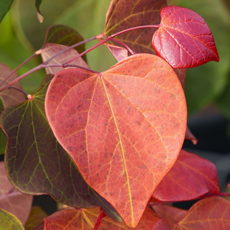 Cercis canadensis Hearts A'Fire