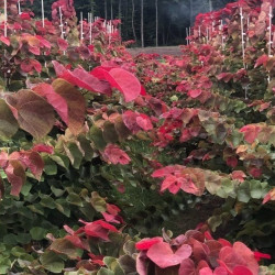 Cercis canadensis Hearts A'Fire®
