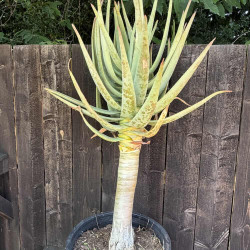Aloe dichotoma
