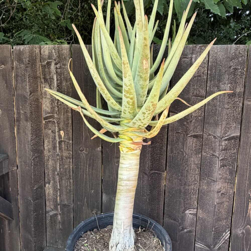 Aloe dichotoma
