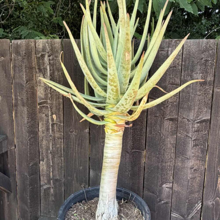 Aloe dichotoma