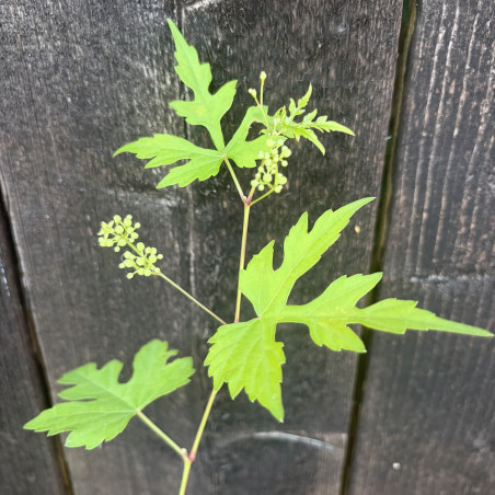 Ampelopsis aconitifolia