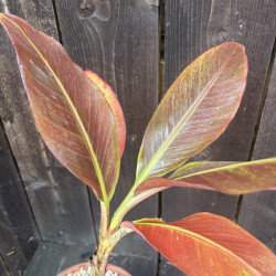 Musa Papua Ganda Red