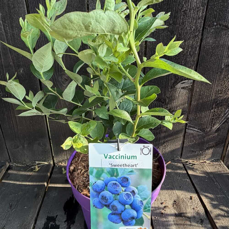 Vaccinium Sweetheart