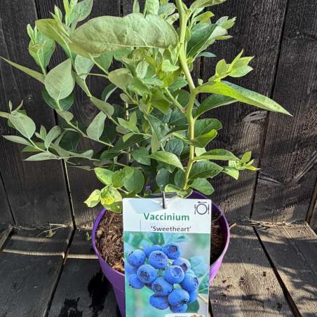 Vaccinium Sweetheart
