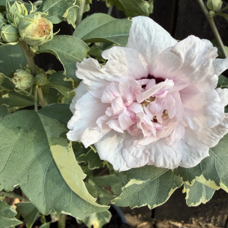 Hibiscus syriacus Sugartip