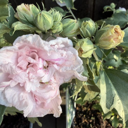 Hibiscus syriacus Sugartip