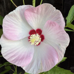 Hibiscus moscheutos Fujin