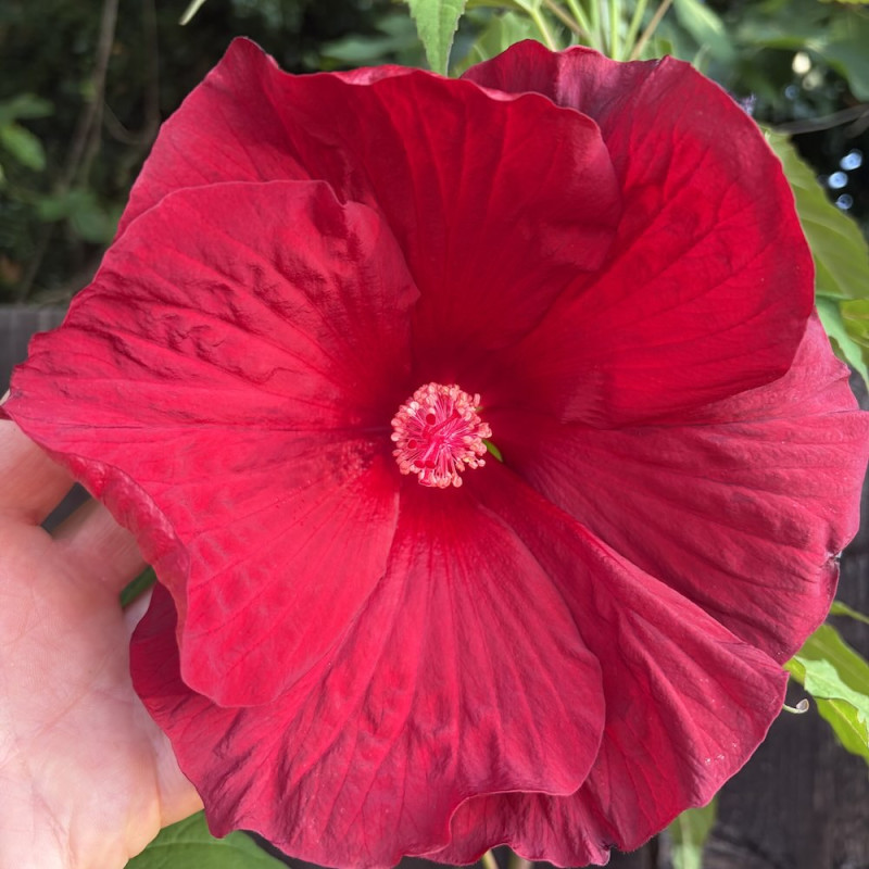 Hibiscus Summerific® My Valentine