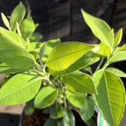 Backhousia citriodora, Myrte citronnée, arbre citronnelle