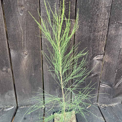 Casuarina equisetifolia