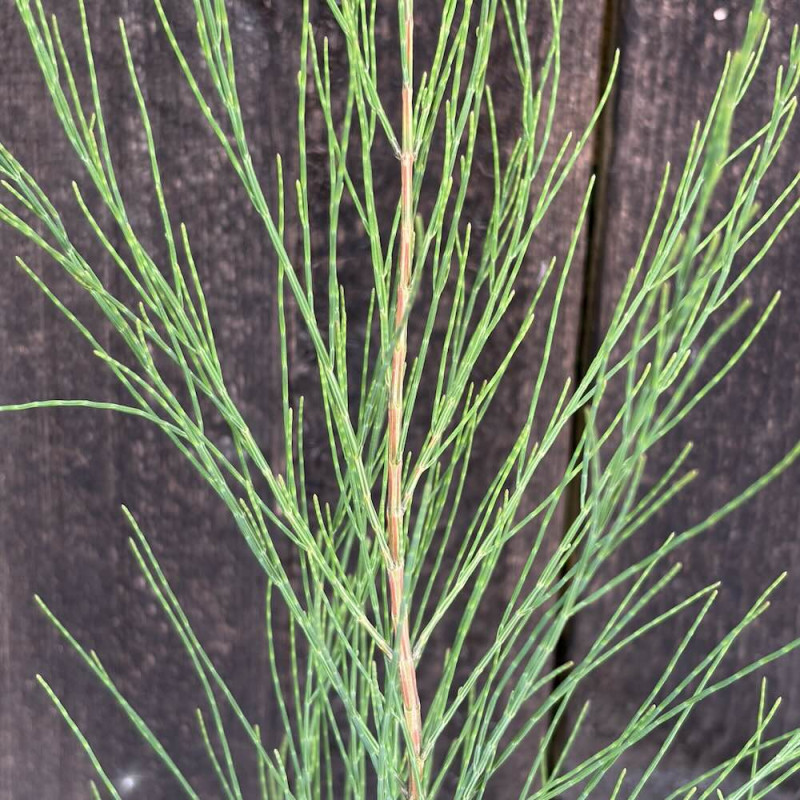 Casuarina equisetifolia