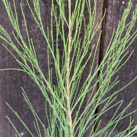 Casuarina equisetifolia