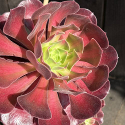 Aeonium Kilimanjaro