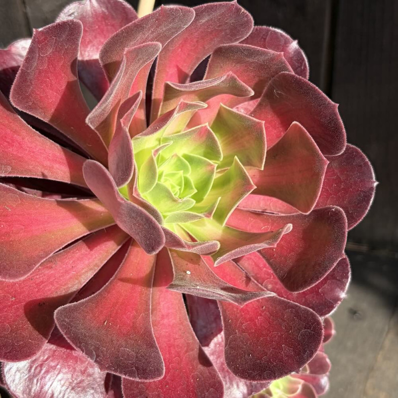 Aeonium Kilimanjaro