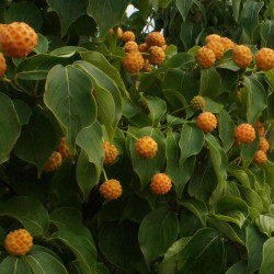 Cornus kousa Mandarin Jewel®