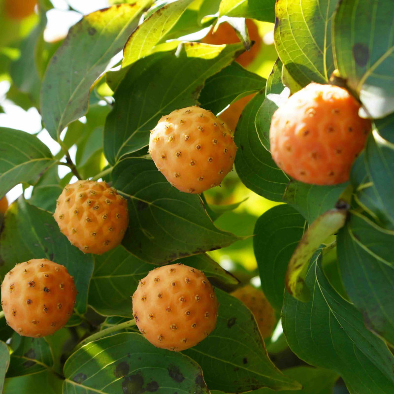 Cornus kousa Mandarin Jewel®