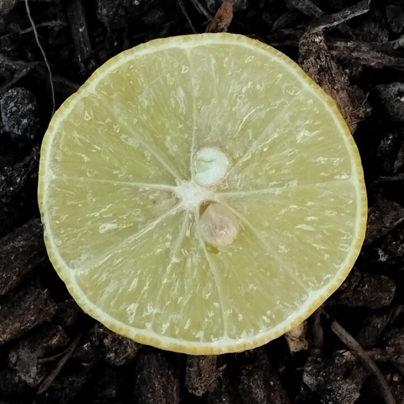 Citrus limettioides, limettier doux de Palestine
