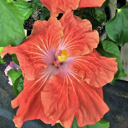 Hibiscus EM Sunlight