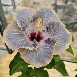 Hibiscus Second Cloud