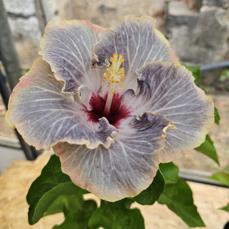 Hibiscus Second Cloud
