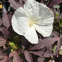 Hibiscus moscheutos Carousel Ghost®
