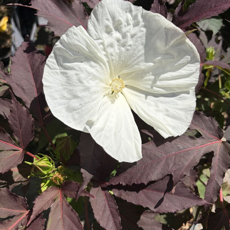 Hibiscus moscheutos Carousel Ghost®