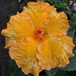 Hibiscus Solar Splashes