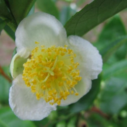 Camellia sinensis