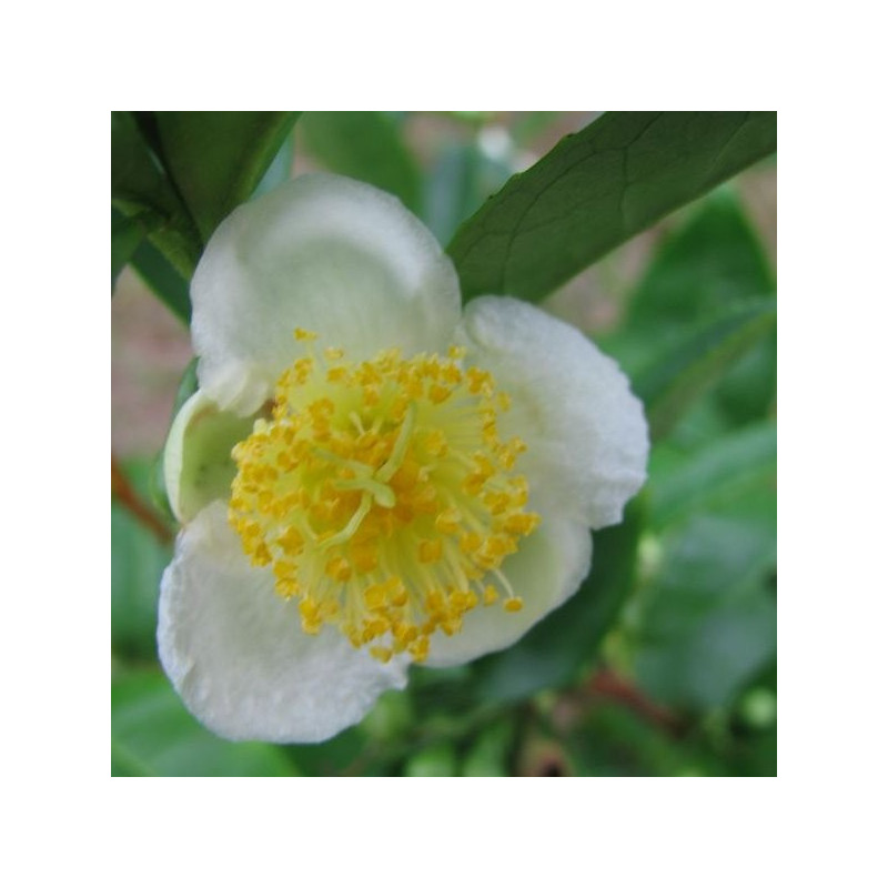 Camellia sinensis