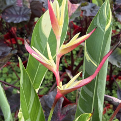 Heliconia albo variegata
