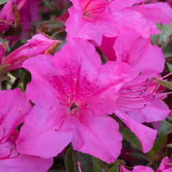 Azalea Encore® Sundance