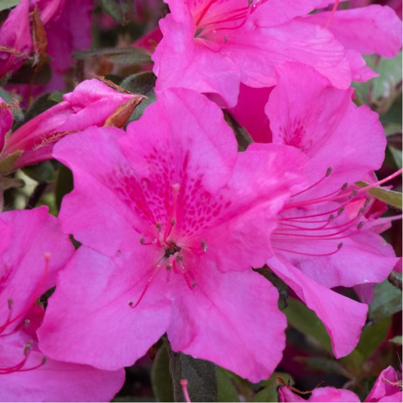 Azalea Encore® Sundance