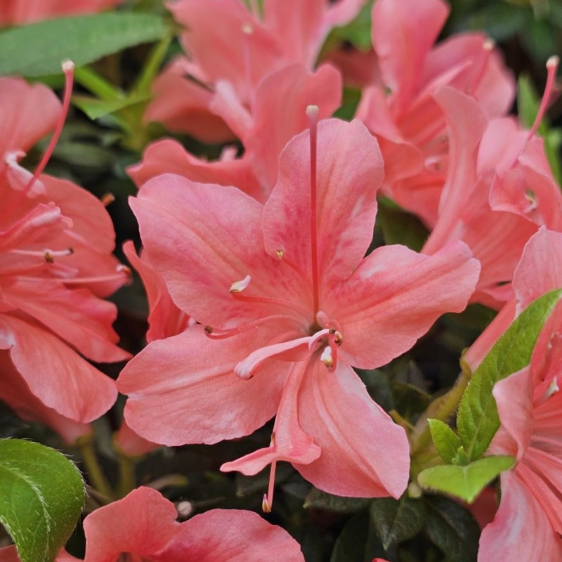 Azalea Encore® Autumn Orange Crush