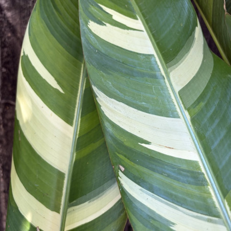 Heliconia wagneriana variegata