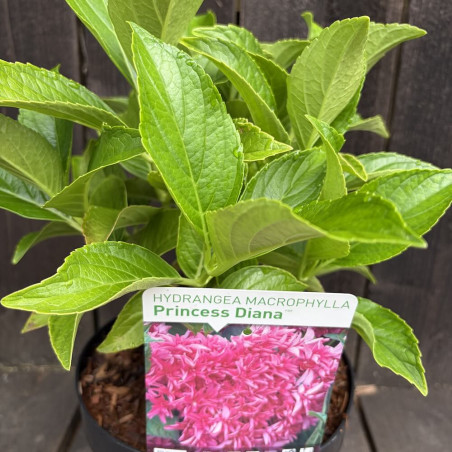 Hydrangea macrophylla Princess Diana®