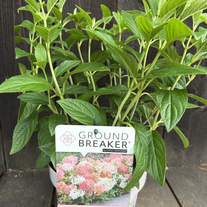 Hydrangea paniculata Groundbreaker Blush®