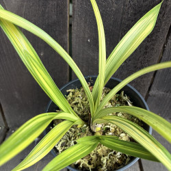 Cymbidium floribundum Gesshou