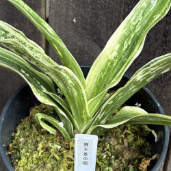 Rohdea japonica Kinoujaku No Zu
