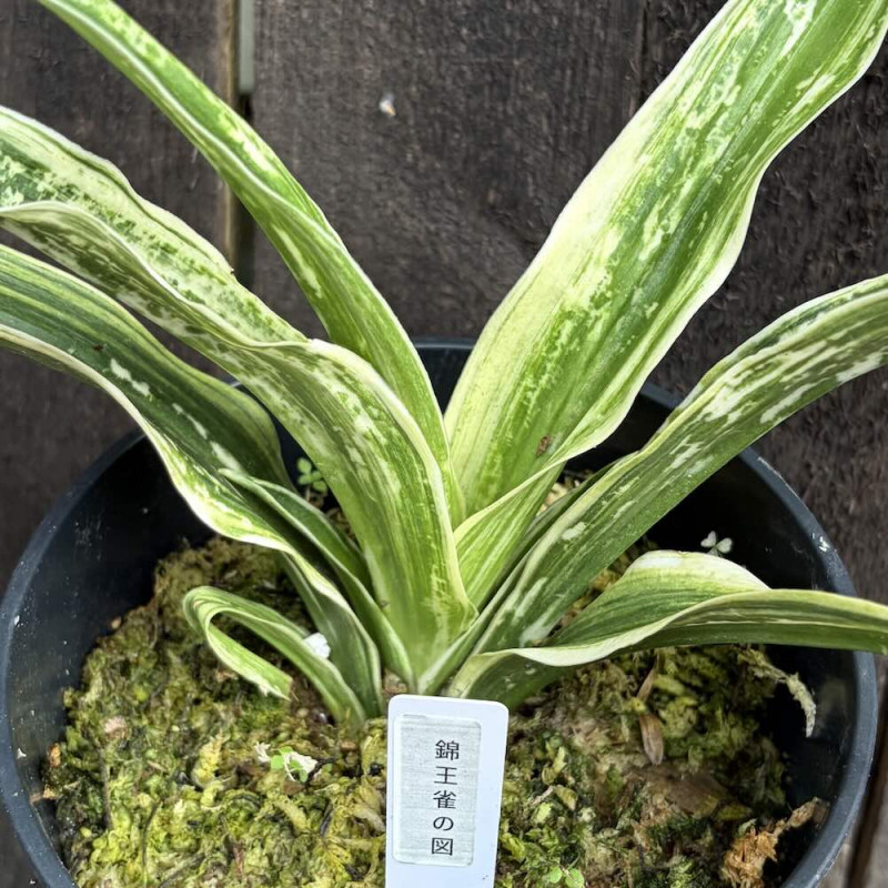 Rohdea japonica Kinoujaku No Zu